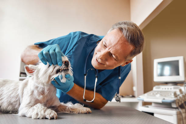  Tice, FL Emergency Dentist Pros